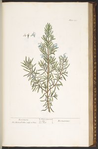 プレート 159、「A Curious Herbal」より 作： Elizabeth Blackwell