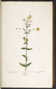プレート 15、セント ジョンズ ワート、「A Curious Herbal」より 作： Elizabeth Blackwell