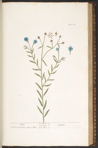 プレート 160、「A Curious Herbal」より 作： Elizabeth Blackwell