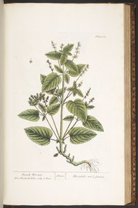 プレート 162、「A Curious Herbal」より 作： Elizabeth Blackwell