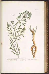 プレート 163、「A Curious Herbal」より 作： Elizabeth Blackwell