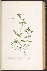プレート 164、「A Curious Herbal」より 作： Elizabeth Blackwell