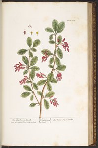 プレート 165、メギの低木、「A Curious Herbal」より 作： Elizabeth Blackwell