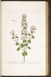 プレート 166、マウンテン カラミント、「A Curious Herbal」より 作： Elizabeth Blackwell