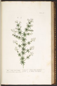プレート 168、「A Curious Herbal」より 作： Elizabeth Blackwell
