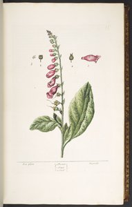 プレート 16、フォックス グローブ、「A Curious Herbal」より