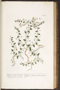 プレート 170、「A Curious Herbal」より 作： Elizabeth Blackwell