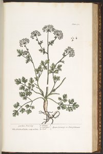 プレート 172、「A Curious Herbal」より 作： Elizabeth Blackwell