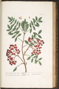 プレート 173、「A Curious Herbal」より 作： Elizabeth Blackwell