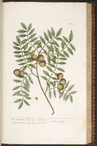 プレート 174、「A Curious Herbal」より 作： Elizabeth Blackwell