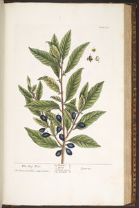 プレート 175、「A Curious Herbal」より 作： Elizabeth Blackwell