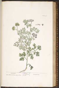 プレート 176、「A Curious Herbal」より 作： Elizabeth Blackwell