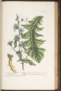 プレート 177、「A Curious Herbal」より 作： Elizabeth Blackwell