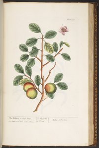 プレート 178、「A Curious Herbal」より 作： Elizabeth Blackwell