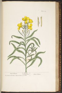 プレート 179、「A Curious Herbal」より 作： Elizabeth Blackwell