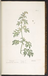 プレート 17、よもぎ、「A Curious Herbal」より 作： Elizabeth Blackwell