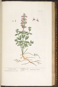 プレート 180、「A Curious Herbal」より 作： Elizabeth Blackwell