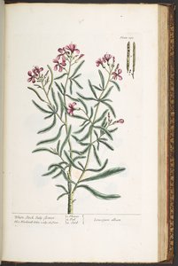 プレート 181、「A Curious Herbal」より 作： Elizabeth Blackwell
