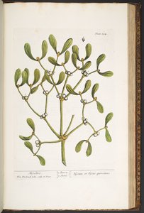プレート 184、ヤドリギ、「A Curious Herbal」より 作： Elizabeth Blackwell
