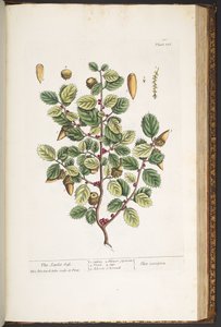 プレート 186、「A Curious Herbal」より 作： Elizabeth Blackwell