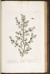 プレート 187、ジュニパーの木、「A Curious Herbal」より 作： Elizabeth Blackwell