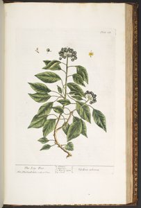 プレート 188、「A Curious Herbal」より 作： Elizabeth Blackwell