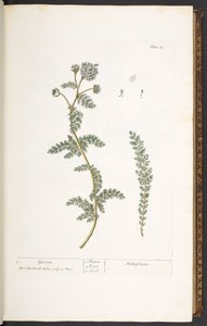 プレート 18、ヤロウ、「A Curious Herbal」より 作： Elizabeth Blackwell