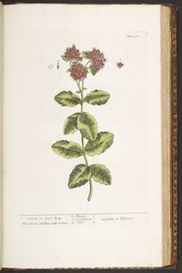 「A Curious Herbal」のプレート 191、Orpine、または Live-Long 作： Elizabeth Blackwell
