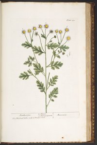 プレート 192、「A Curious Herbal」より 作： Elizabeth Blackwell