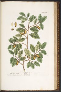プレート 193、「A Curious Herbal」より 作： Elizabeth Blackwell