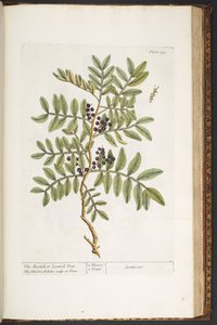 プレート 195、「A Curious Herbal」より 作： Elizabeth Blackwell
