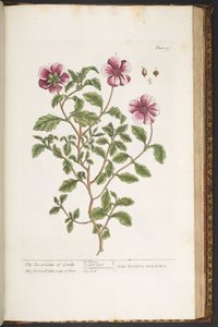 プレート 197、「A Curious Herbal」より 作： Elizabeth Blackwell