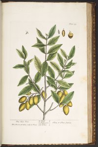 プレート 199、「A Curious Herbal」より 作： Elizabeth Blackwell