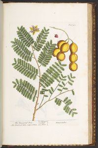 プレート 201、「A Curious Herbal」より 作： Elizabeth Blackwell
