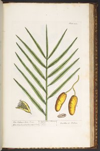 プレート 202、「A Curious Herbal」より 作： Elizabeth Blackwell