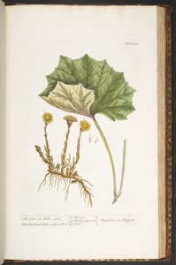 プレート 204、「A Curious Herbal」より 作： Elizabeth Blackwell