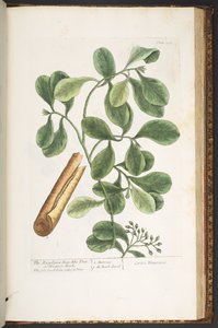 プレート 206、「A Curious Herbal」より 作： Elizabeth Blackwell