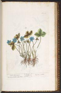 Plate 207, from 