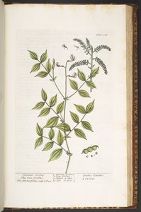 プレート 208、「A Curious Herbal」より 作： Elizabeth Blackwell