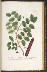 プレート 209、「A Curious Herbal」より 作： Elizabeth Blackwell