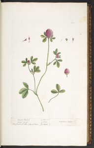 プレート 20、パープル トレフォイル クローバー グラス、「A Curious Herbal」より 作： Elizabeth Blackwell