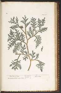 プレート 210、「A Curious Herbal」より 作： Elizabeth Blackwell