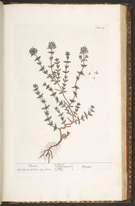 プレート 211、「A Curious Herbal」のタイム 作： Elizabeth Blackwell