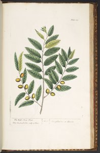 プレート 213、「A Curious Herbal」より 作： Elizabeth Blackwell