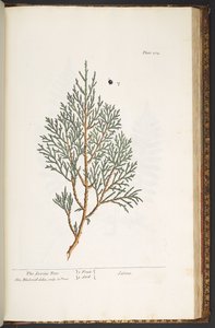 プレート 214、「A Curious Herbal」より 作： Elizabeth Blackwell