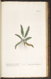 プレート 216、「A Curious Herbal」より 作： Elizabeth Blackwell