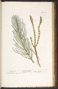 プレート 217、スギナ、「A Curious Herbal」より 作： Elizabeth Blackwell