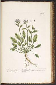 プレート 218、「A Curious Herbal」より 作： Elizabeth Blackwell