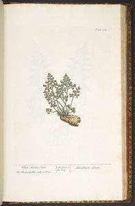 プレート 219、「A Curious Herbal」より 作： Elizabeth Blackwell