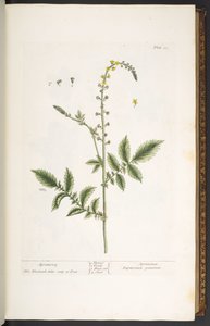 プレート 21、アグリモニー、「A Curious Herbal」より 作： Elizabeth Blackwell